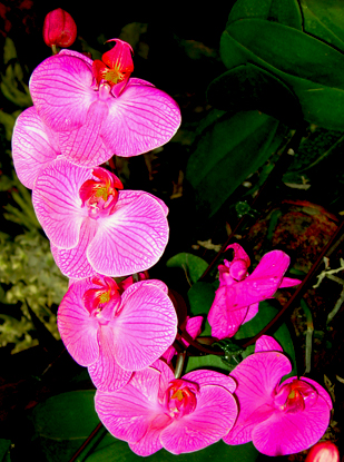 flowerorchidsimg4442.jpg